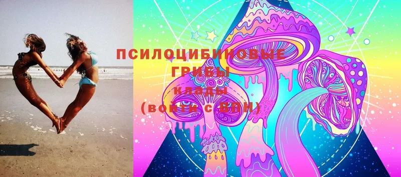 где можно купить   Вичуга  Галлюциногенные грибы Cubensis 